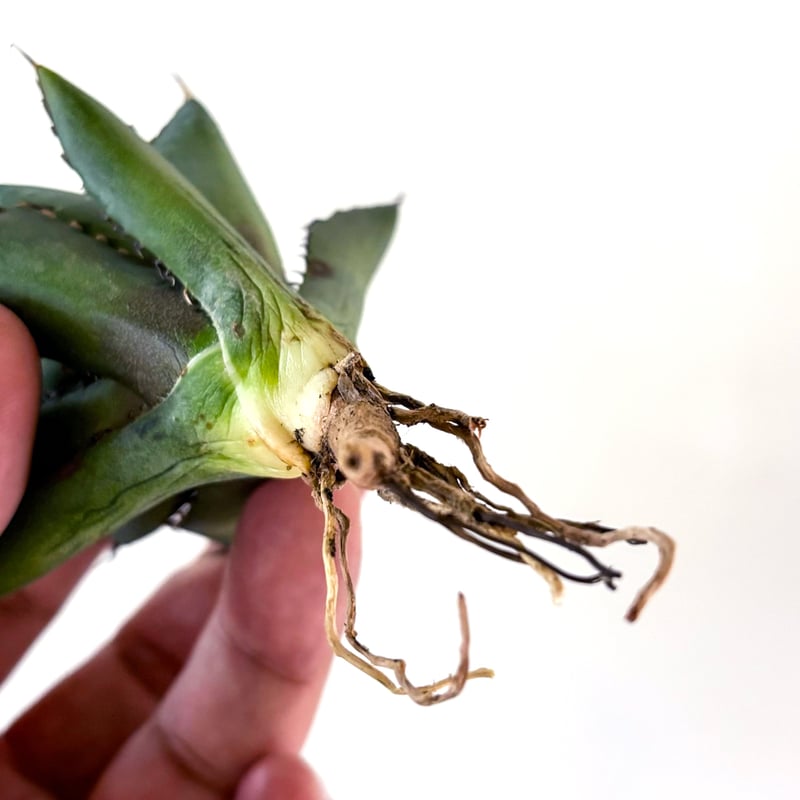 アガベ チタノタ 