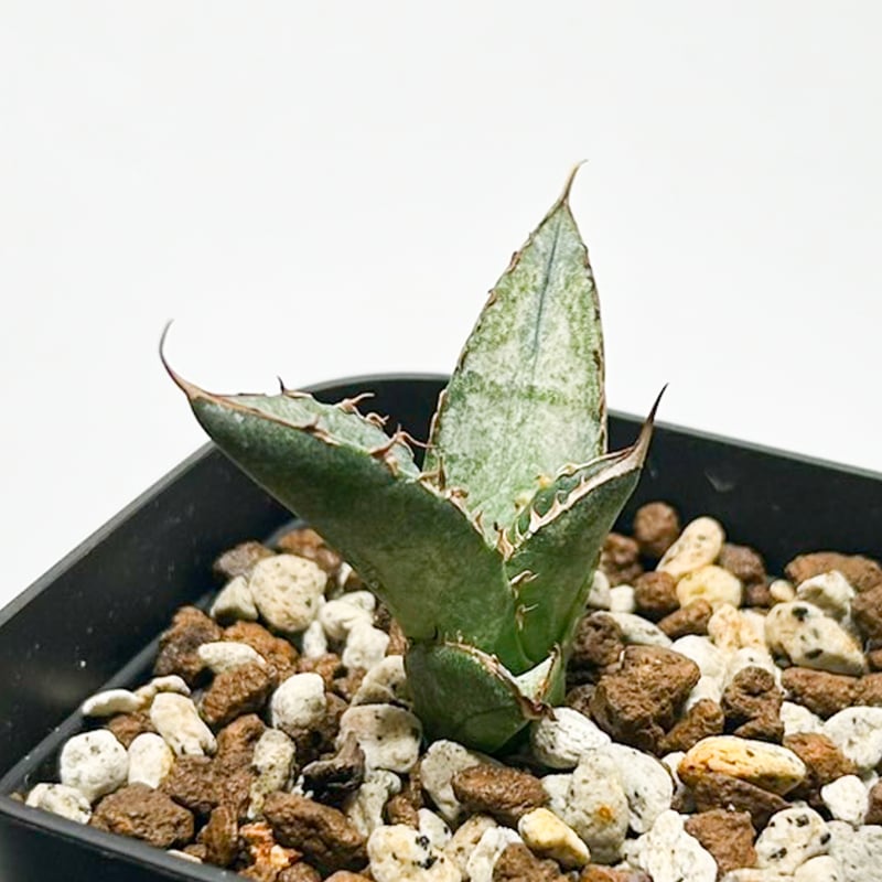 アガベ チタノタ 