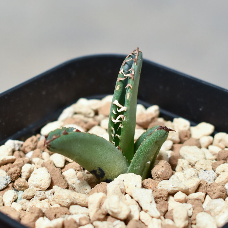 アガベ チタノタ 鳳凰 フェニックス #020 アガベ チタノタ フェニックス