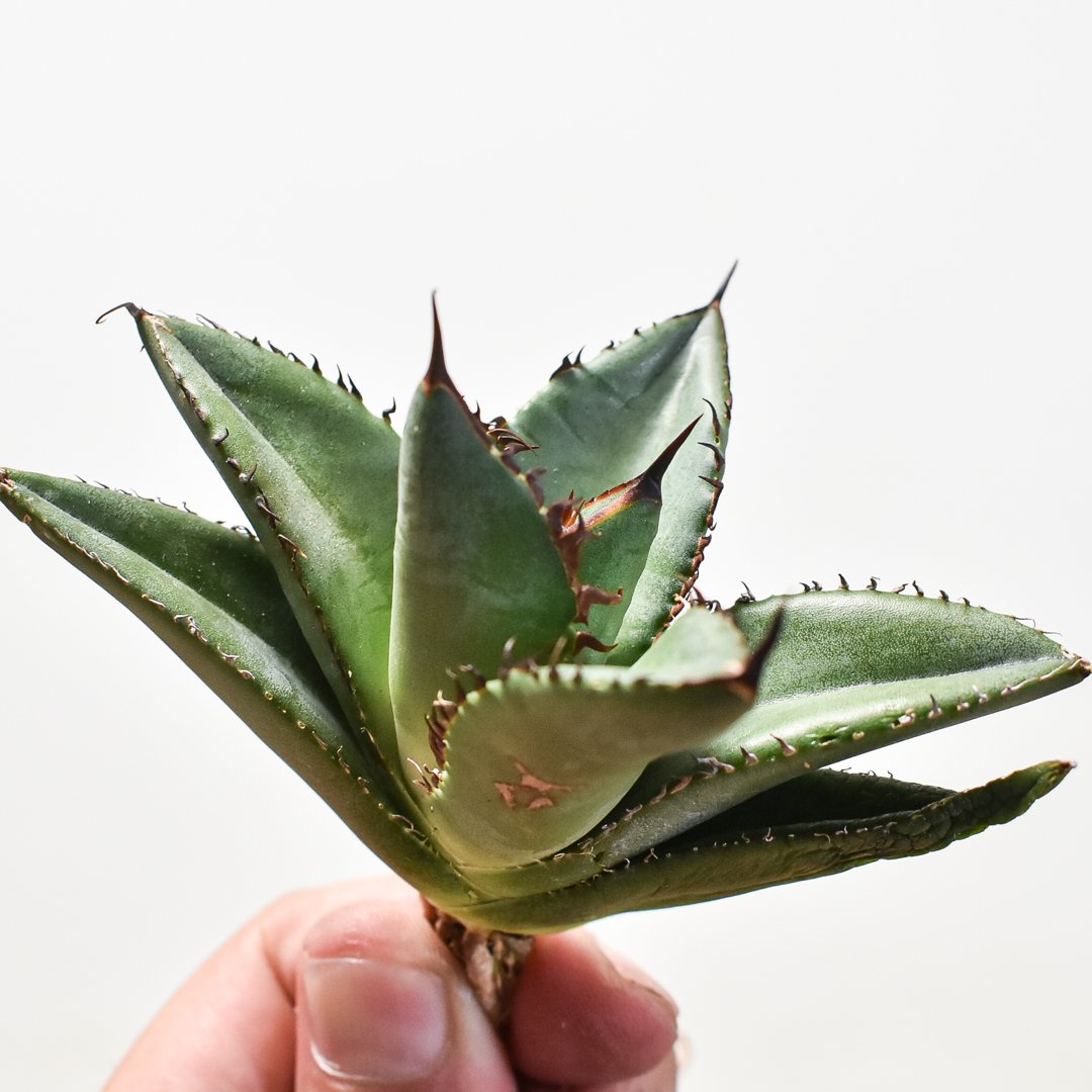 アガベ チタノタ 