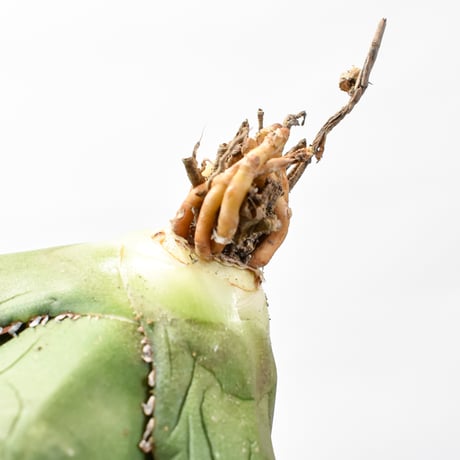 【国内実生最高峰】アガベ オテロイ【OSPセレクト株 / 抜き苗 / 実生】46