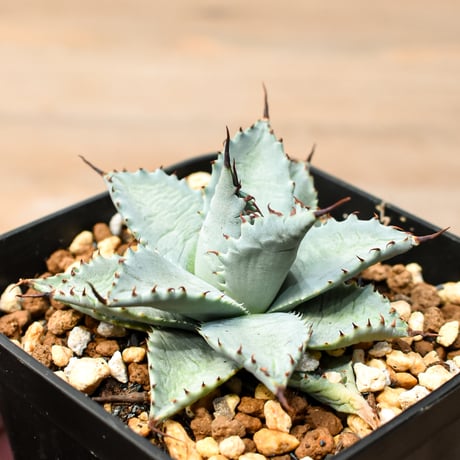 アガベ ハイブリット 日系イシスメンシス×象牙妖炎（陽炎エボリ）【台湾botanical_seeker産】RF25011389