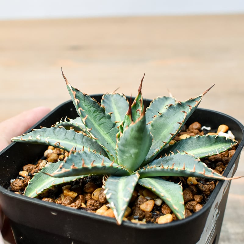 アガベ ハイブリット 