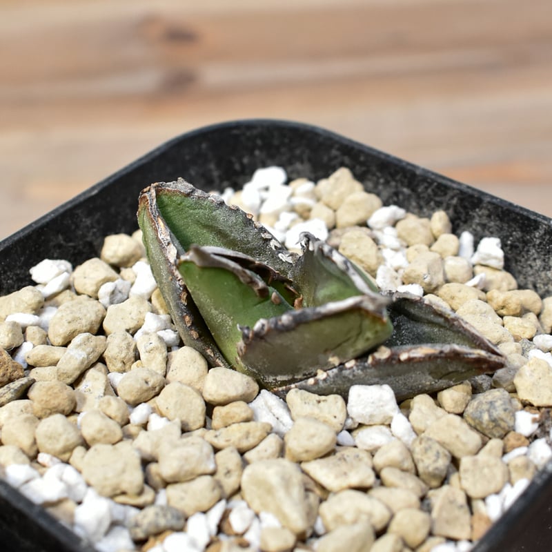 アガベ チタノタ 