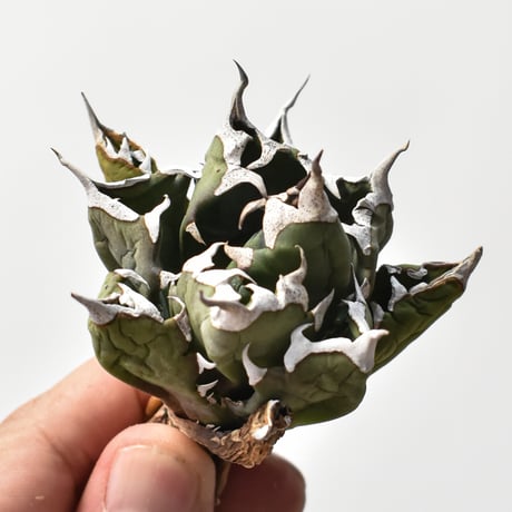 アガベチタノタ姫厳龍 | STORES