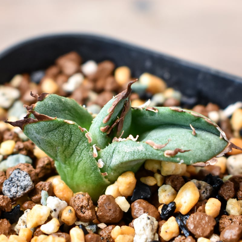 KUSALIFE　アガベ　チタノタ　Berlin血統　毒蛇 KUSALIFE様専用 アガベ チタノタ Berlin血統 毒蛇 - メルカリ