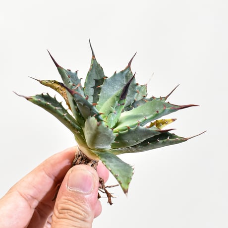アガベ ハイブリッド 姫蠍蟹 イシスメンシス 甲蟹 🌿Agave （hybrid） '姫蠍蟹' ①-1 イシスメンシスの