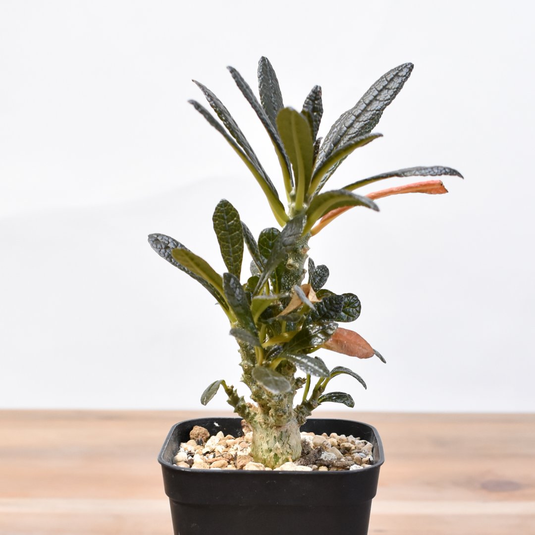 ドルステニア ギガス【実生】B | RAFLUM / ラフラム｜東京、大阪の塊根