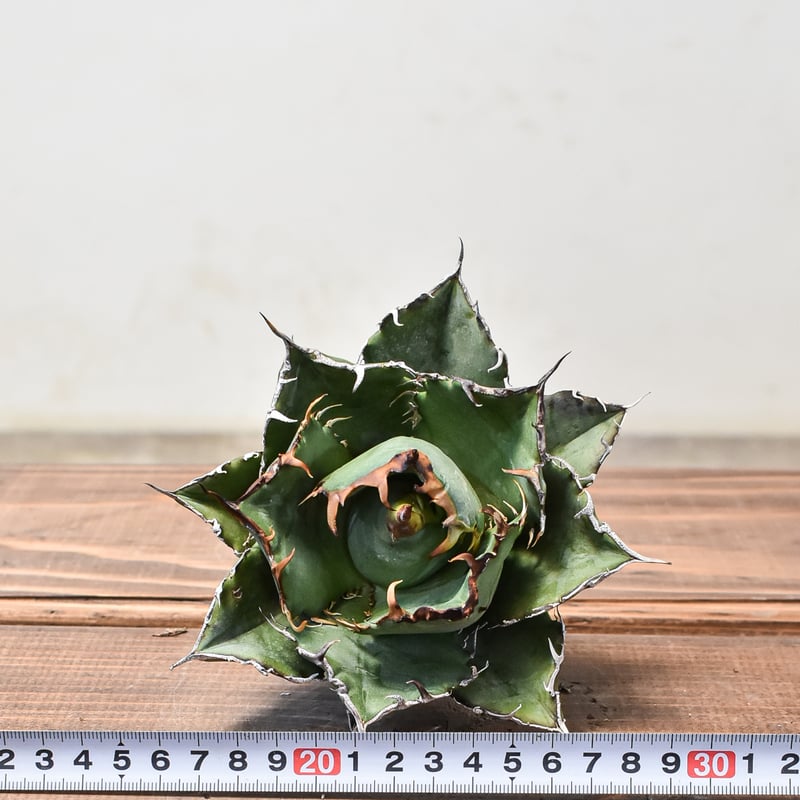 ゴ*リ様 【ボール型・特大スペシャル株】アガベ・チタノタ①/抜き苗発送 ゴ*リ様 【ボール型・特大スペシャル株】アガベ・チタノタ①