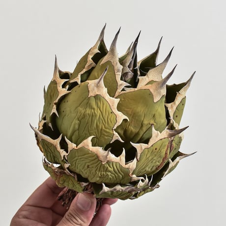 アガベ チタノタ ドワーフ / "精品姫厳龍" 【台湾 dragon agave産/大株/抜き苗】DGC2408345(T)