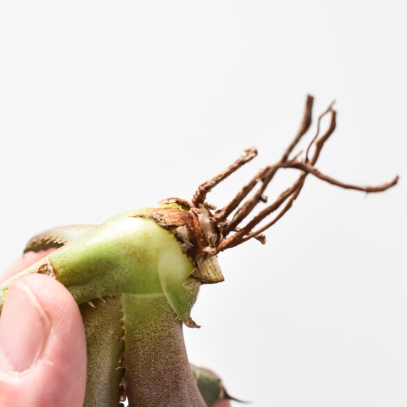 アガベ チタノタ DENNIS040 