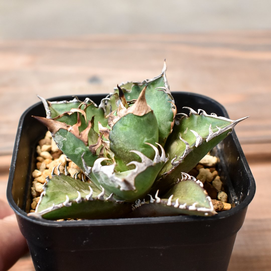 Agave Titanota Red Catweazle \"紅猫\" ② アガベ チタノタ レッドキャットウィーズル / 赤猫 , 紅猫【台湾産