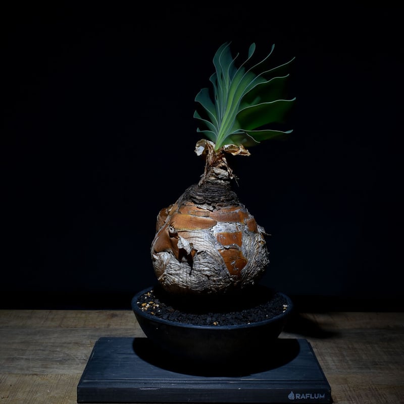 ブーファン ハエマンソイデス（発根済み）RF22146 | RAFLUM