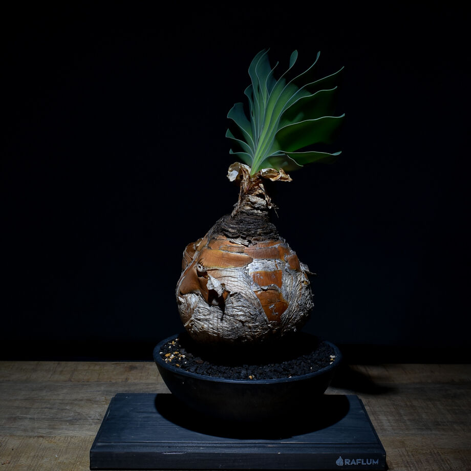 ブーファン ハエマンソイデス（発根済み）RF22146 | RAFLUM / ラフラム