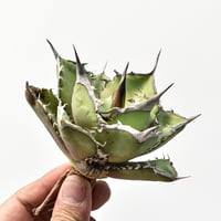 麻花龍子株発根済①アガベチタノタ Berlin産 アガベ チタノタ 麻花龍 【台湾 berlin産/子株/抜き苗】 BE2402685 | R