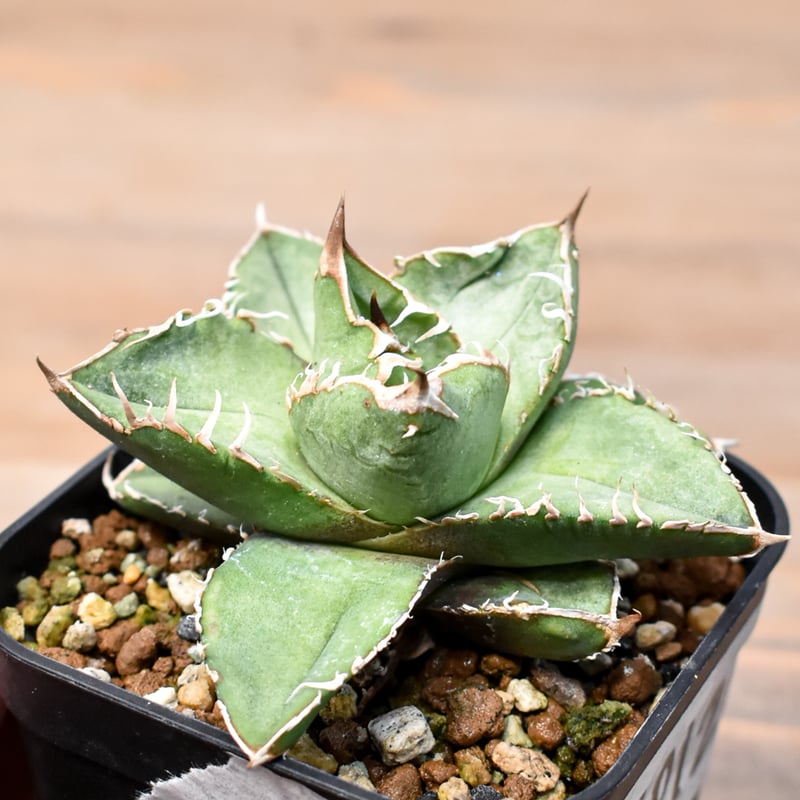 K*K様 F12112★オークション★イラン産 アガベ チタノタ ドラゴンクロー アガベ チタノタ ドラゴンクロー イラン産 大株 - 観葉植物・生花