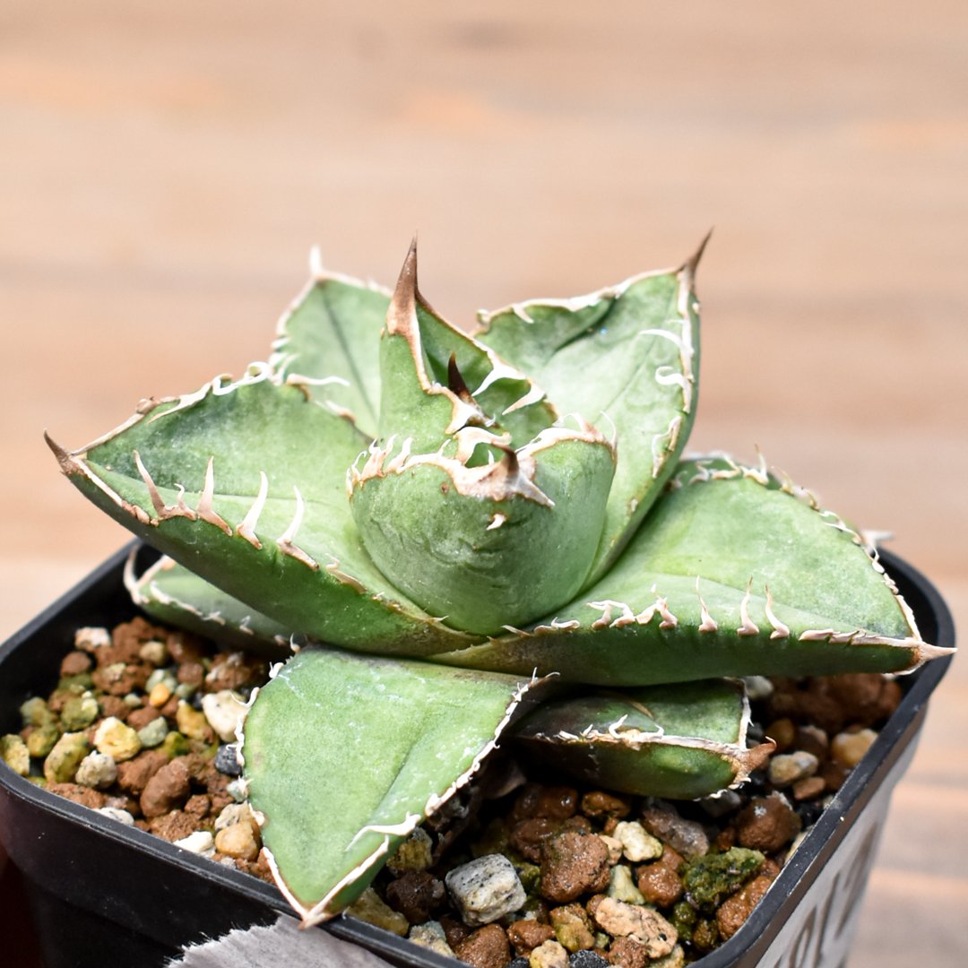 アガベ　チタノタ　流星　五頭株 アガベチタノタ流星五頭株