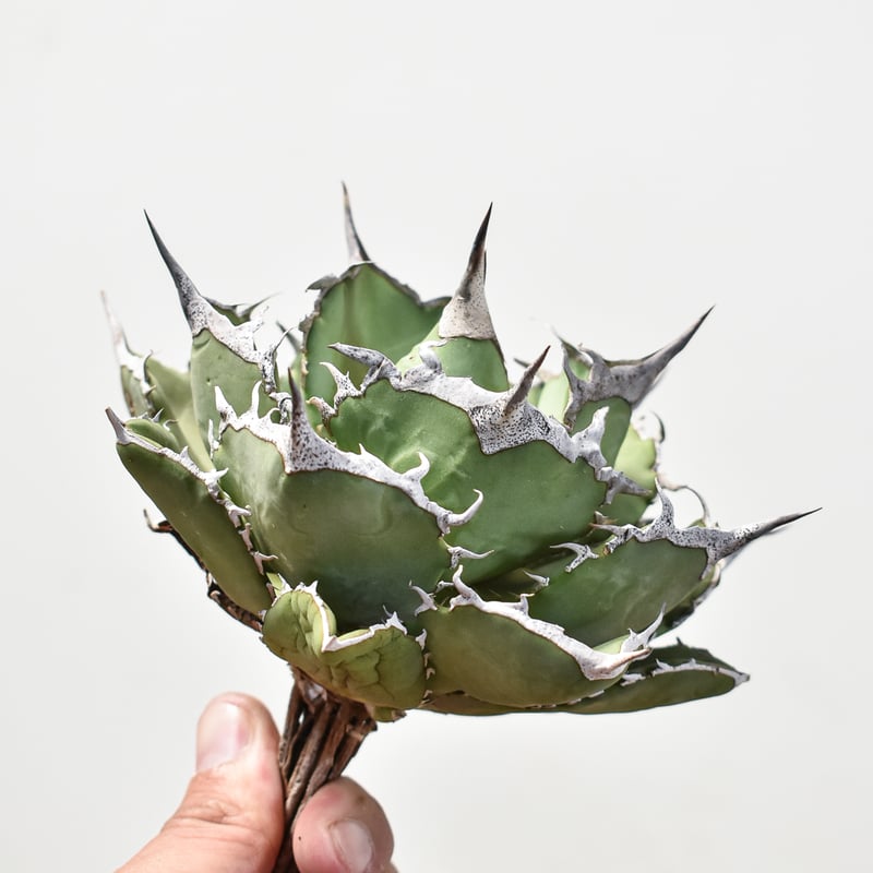 アガベ　巨獣 DRAGON AGAVE】アガベ 巨獣 EC19 – TaiShoDo ONLINE SHOP