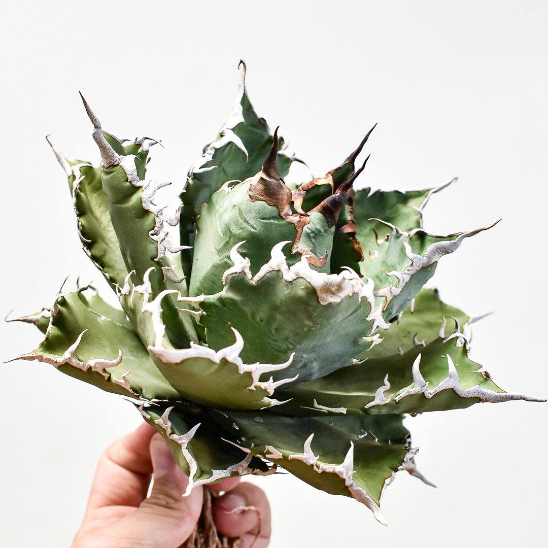 アガベ　狂刺夕映　ソーラーエクリプス　抜き苗 アガベ チタノタ ソーラーエクリプス 