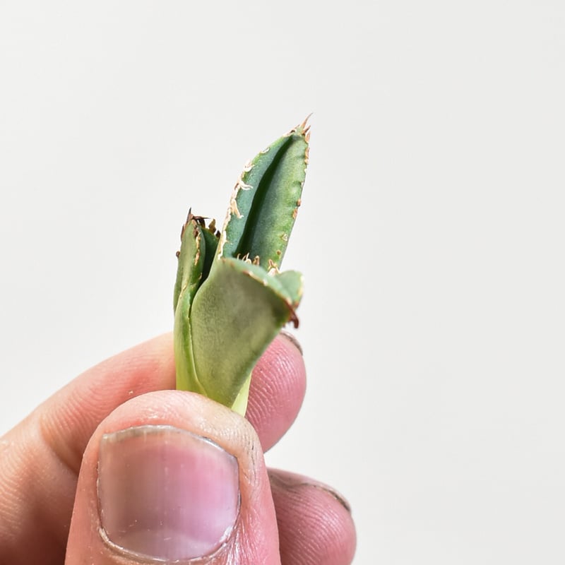 アガベ 麻花 Yan Chen産 タグ付き発根済み fit=scale-down,w=1200