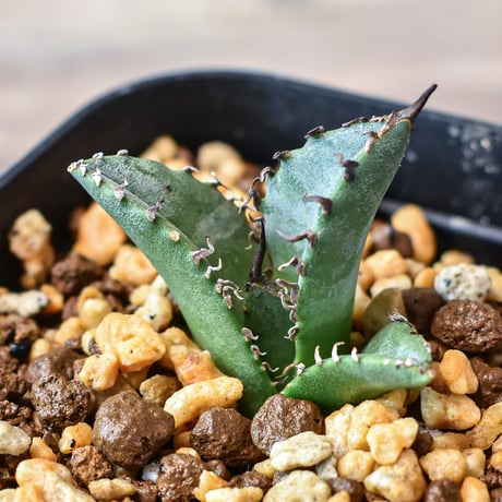 アガベ チタノタ "黒犀牛" 【台湾 dragon agave産/発根済/子株】DG2401593