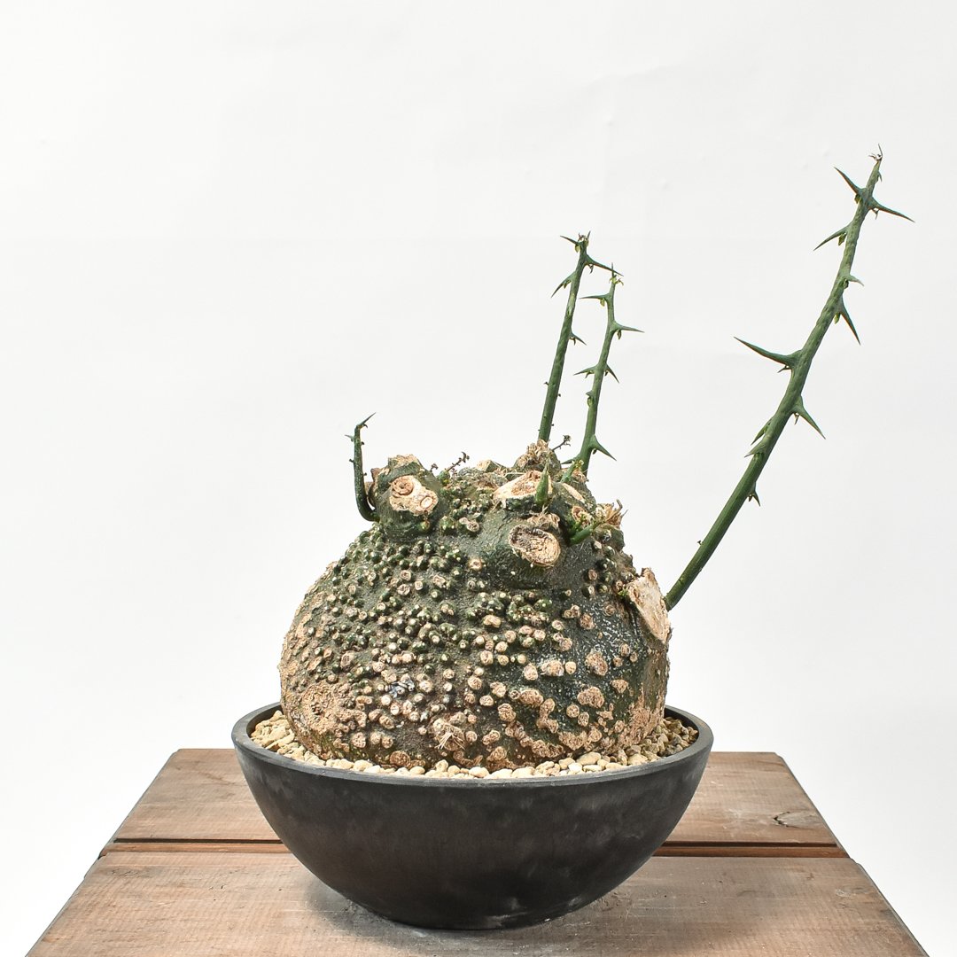 丸形　良形　アデニア　グロボーサ　現地球 アデニア グロボーサ【発根済】HK2402630 | RAFLUM / ラフラム｜東京