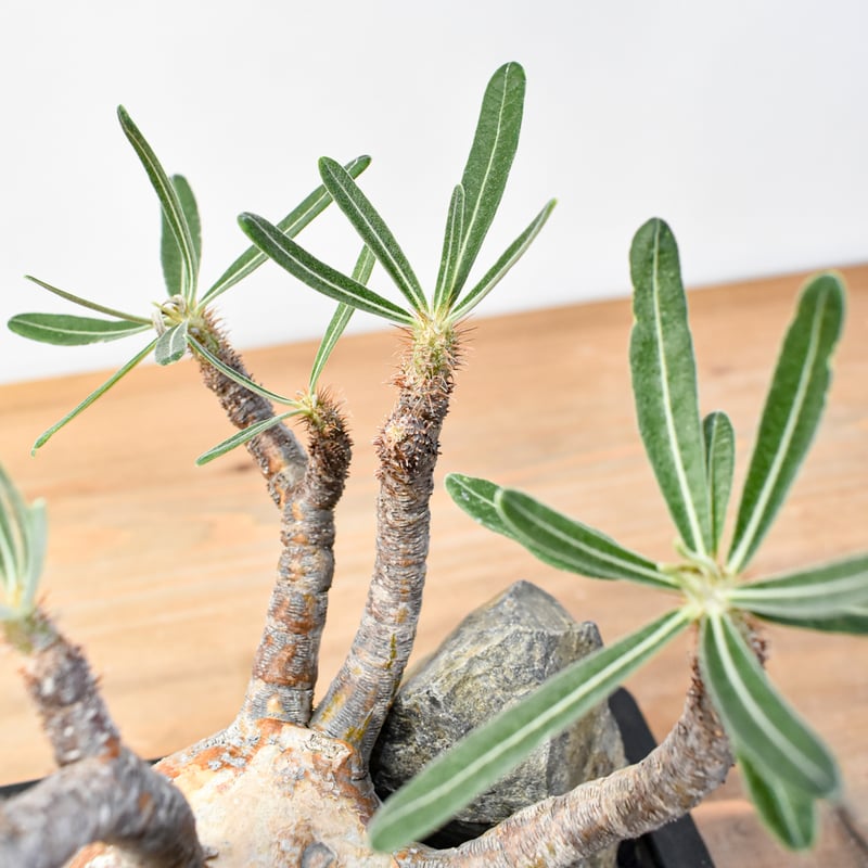 パキポディウム グラキリス(左のみ) パキポディウムグラキリス 多頭 発根済 gk-544 オンライン