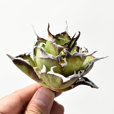 アガベハデス | STORES