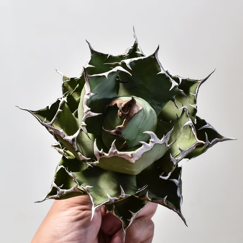 【現物】アガベ チタノタ オテロイ 姫厳竜 ムチプリ ボール型 子株付き 鉢植え アガベ チタノタ 姫厳竜（ボールタイプ）/ HM-06 | アガベ専門店