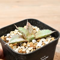 アガベ チタノタ "羽毛" 【台湾 dragon agave産/子株】DG2402751(T) J