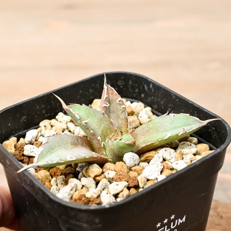 CATEGORY アガベ チタノタ 羽毛 | RAFLUM / ラフラム｜東京、大阪の