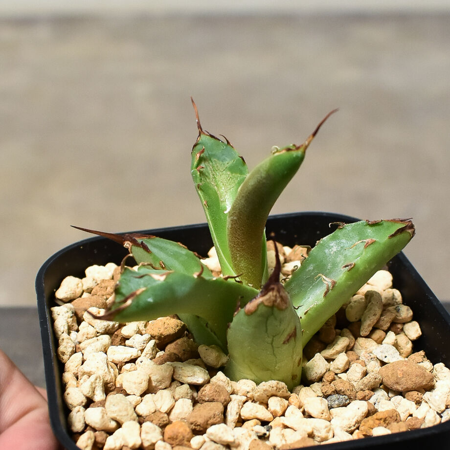 アガベ チタノタ ハデス 