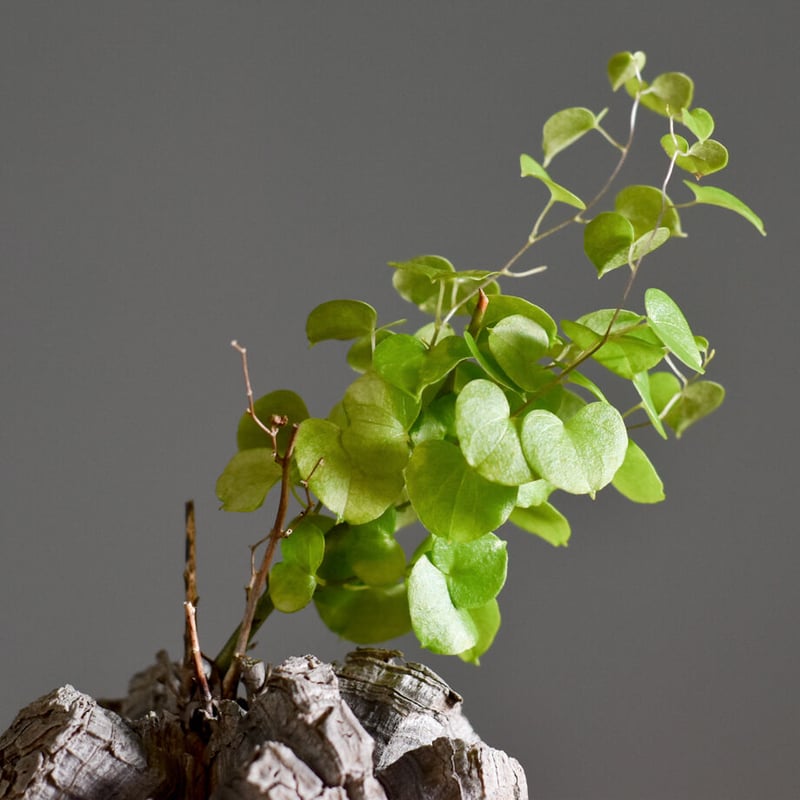 特大　極太蔦　アフリカ亀甲竜　ディオスコレア　エレファンティペス　塊根部22㌢ 亀甲竜 