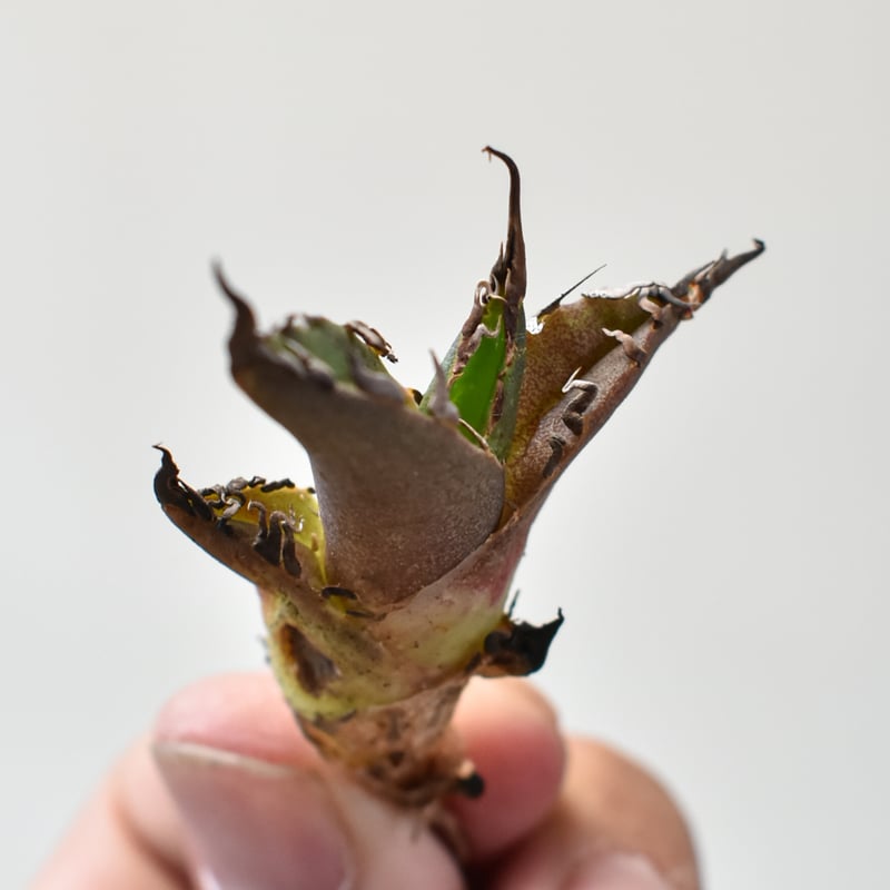 RAFLUM特選】アガベ チタノタ シーザー 