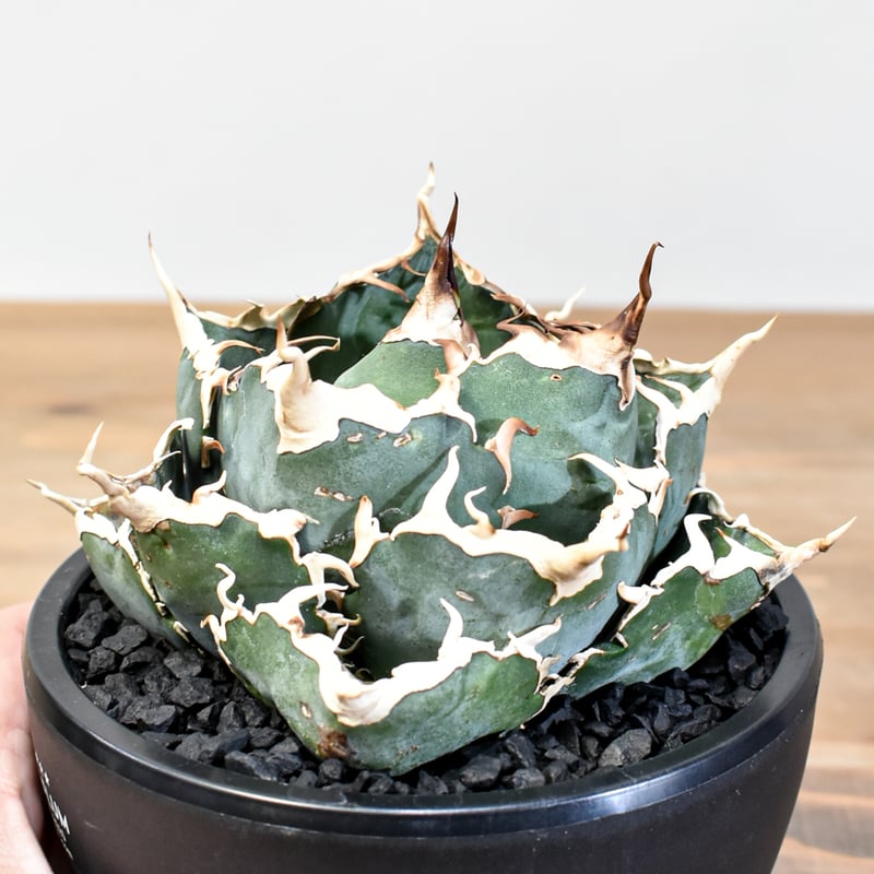 5CLAW】アガベ チタノタ “精品白鯨” 【台湾 dragon agave産/発根済み/中