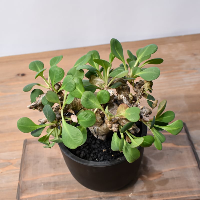 ユーフォルビア イトレメンシス RFHK25011537 | RAFLUM / ラフラム｜東