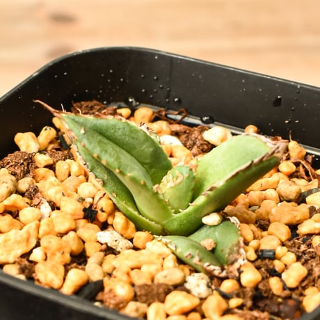 アガベチタノタ麻花龍 | STORES