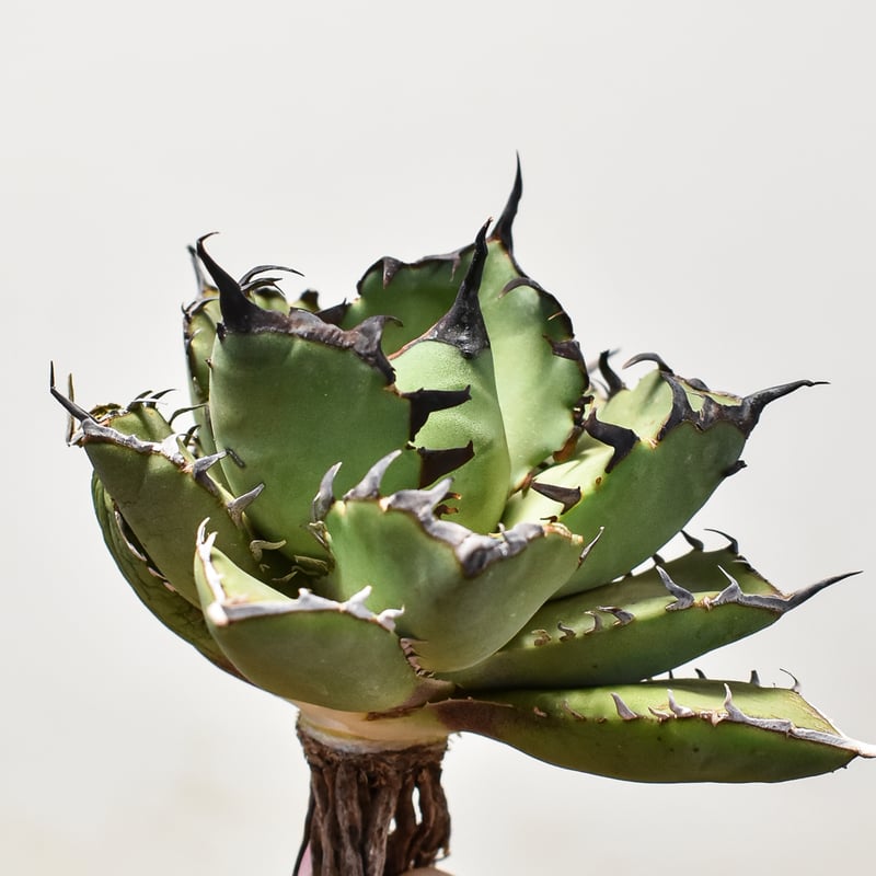 【♥️アガベ】黒鯨　コレクション株 Yahoo!オークション - 【コレクション株】アガベ チタノタ 黒鯨