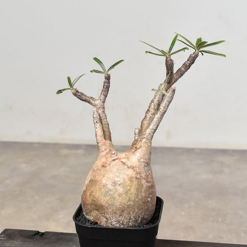 パキポディウム グラキリス (発根済み) RF230803(T) | RAFLUM / ラフ