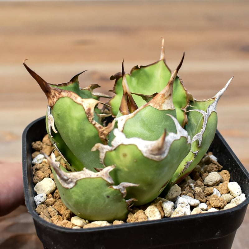 アガベ チタノタ 