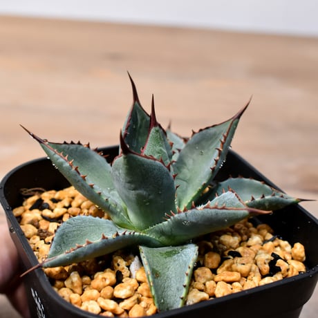 アガベ ハイブリット （パラサナ、イシスメンシス）×曙光【台湾botanical_seeker産】A