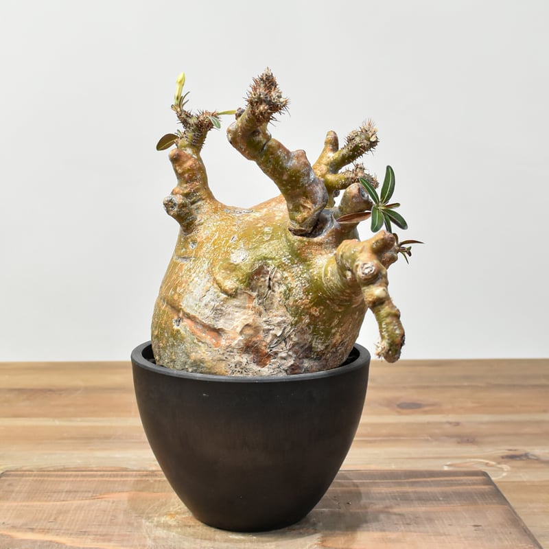 t*n様 【発根済み・扁平型】パキポディウム・グラキリス パキポディウム グラキリス-PG294 | Supervoid Caudex