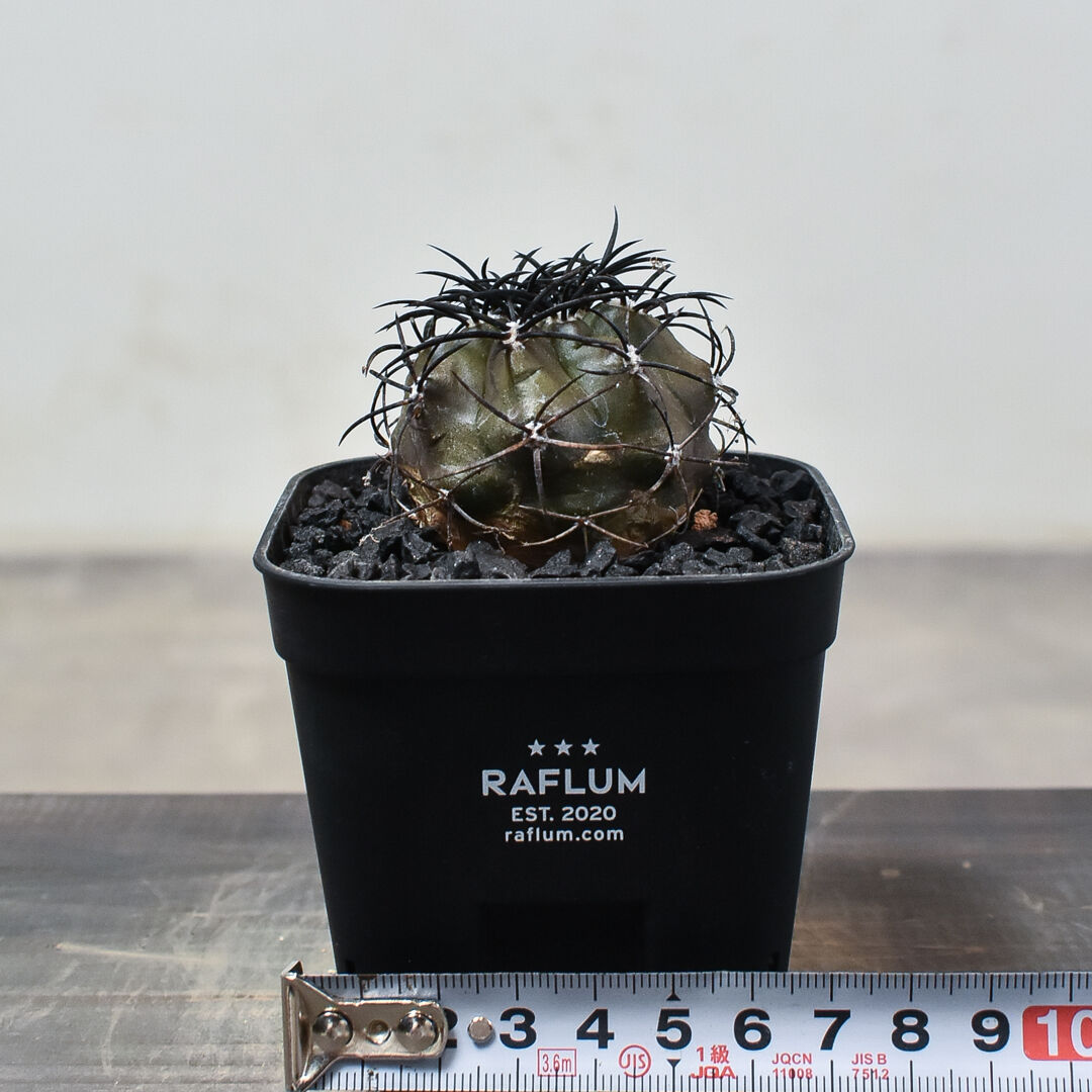 Copiapoa　コピアポア グリセオビオラセア　栗星玉　3株セット fit=scale-down,w=1200