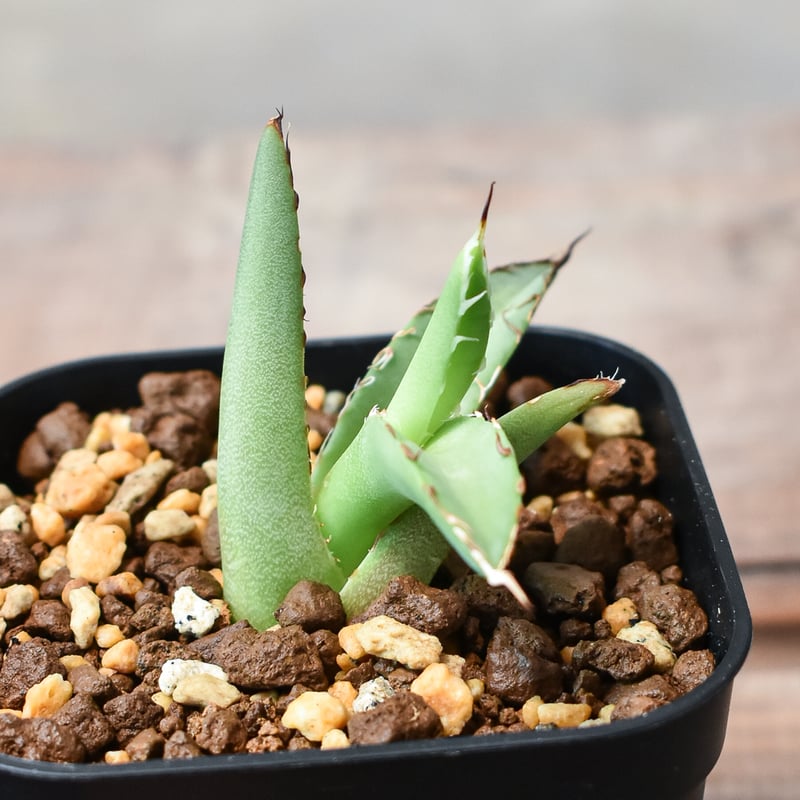 速達【鉢ごと発送】激レア発根済みアガベチタノタ豆豆龍錦【TC】