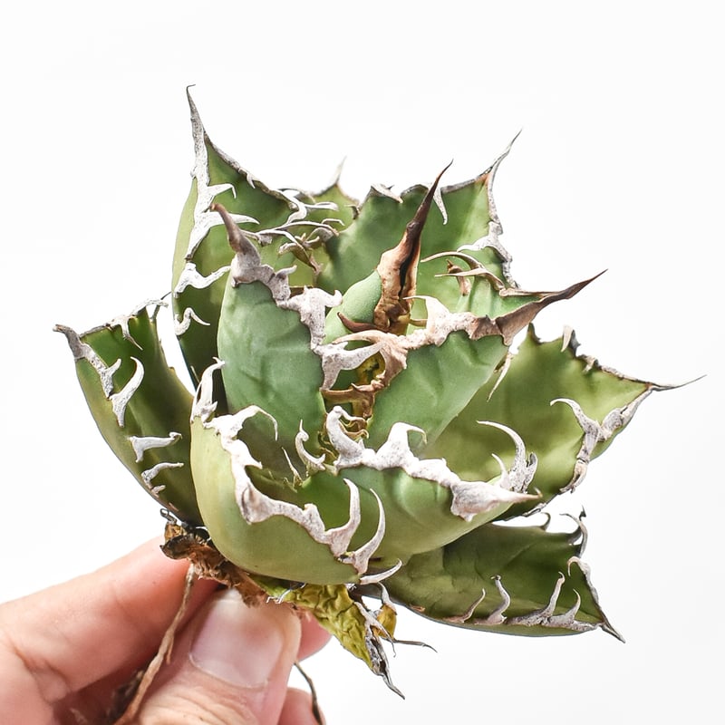 アガベ チタノタ シーザー　抜き苗 アガベチタノタシーザー抜き苗