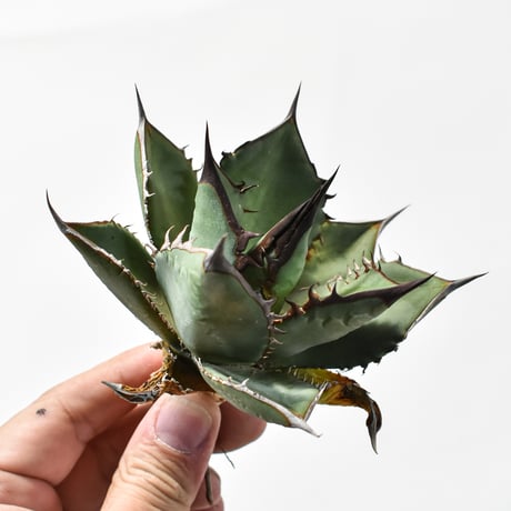 アガベ オテロイ