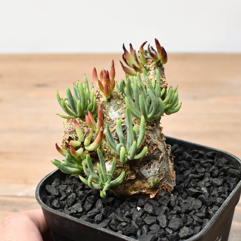 チレコドン ペアルソニー 