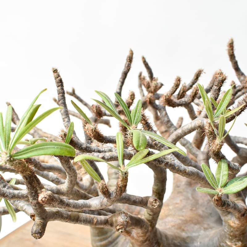 RAFLUMコレクション】パキポディウム グラキリス 