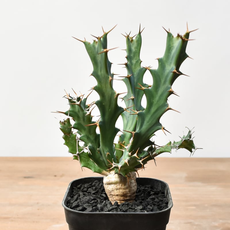 ユーフォルビア クラビゲラ 【実生】 RFHK25011505 | RAFLUM / ラフラム