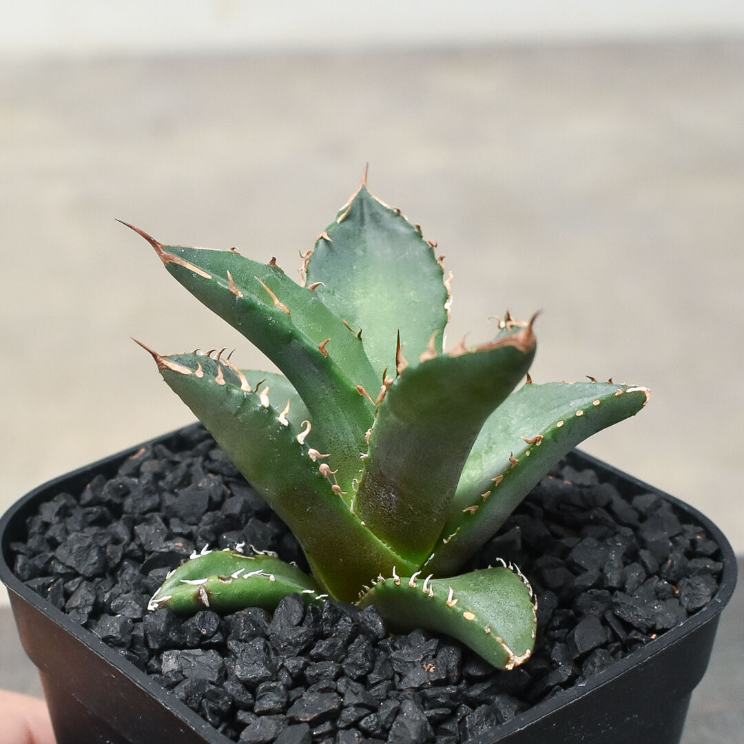 アガベ チタノタ Agave titanota Sierra Mixteca Extra White Thorn 